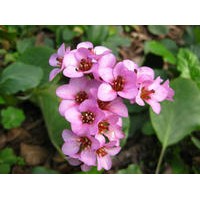 岩白菜提取物