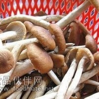 茶树菇提取物