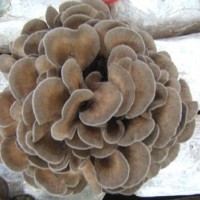灰树花提取物 舞茸提取物 灰树花浓缩粉