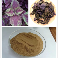 紫苏叶提取物 精细粉末 紫苏叶粉