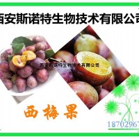 西梅果速溶粉 西梅果粉 厂家现货