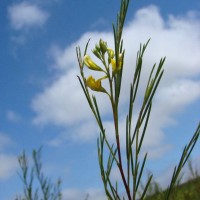 ROOiBOS 线叶金雀花粉/提取物