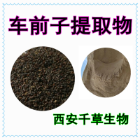 车前子提取物车前子浸膏供应提取物车前子浓缩汁粉