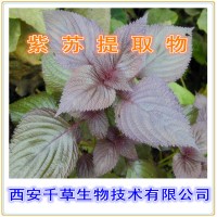 紫苏提取物 供应植物提取物 定制浓缩浸膏干膏颗粒