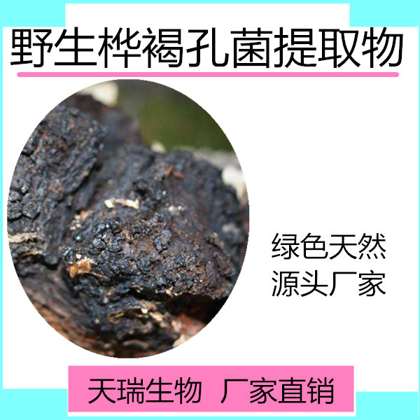 白桦茸_副本