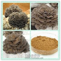 灰树花提取物 灰树花粉 灰树花多糖