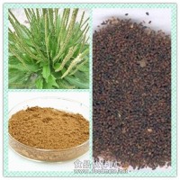 车前子提取物 车前子粉