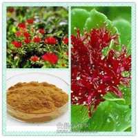 红景天提取物 红景天甙 红景天粉