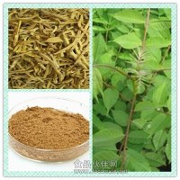 黄柏提取物 黄柏粉