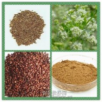 芹菜籽提取物粉 芹菜籽浸膏价格