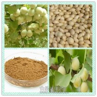 白果粉 白果提取物 白果浸膏价格