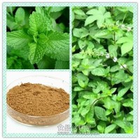 薄荷粉 薄荷提取物现货直销