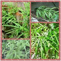 凤尾草提取物粉 凤尾草浓缩粉