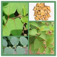虎杖提取物白藜芦醇 虎杖浓缩粉
