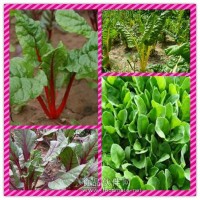 甜菜根提取物粉 甜菜根浓缩粉