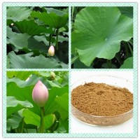 荷叶提取物粉 荷叶浓缩粉