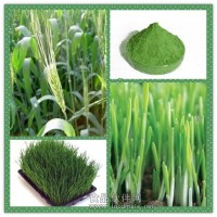 大麦苗浓缩粉 大麦苗提取物
