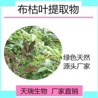 布枯叶提取物 布枯叶喷雾干燥粉比例提取天瑞规格可定制