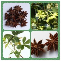 八角提取物粉 八角高倍浓缩粉