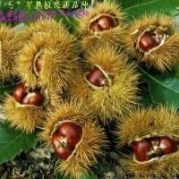 栗毛球提取物