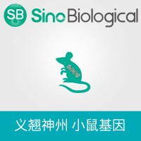小鼠 Atp2a2 表达质粒,C-Flag