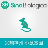 小鼠 CD4 表达质粒,C-His