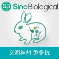 VSIG4 Antibody, 兔多抗