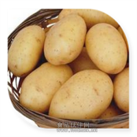 土豆粉 土豆喷雾干燥粉饮料食品添加剂