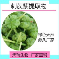 刺蒺藜提取物10:1比例提取刺蒺藜皂甙天瑞生物包邮