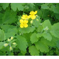 白屈菜提取物粉 白屈菜浓缩粉 白屈菜碱