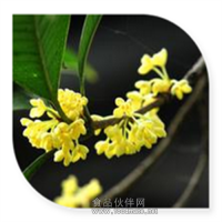 桂花粉 桂花喷雾干燥粉桂花速溶粉