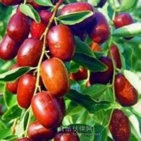 红枣粉 红枣喷雾干燥粉红枣粉速溶粉