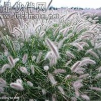 狼尾草提取物