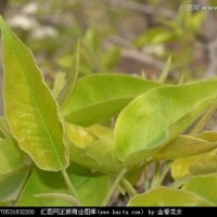 梨树叶提取物