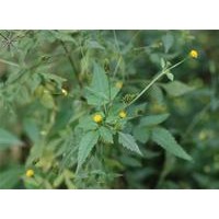 脱力草提取物
