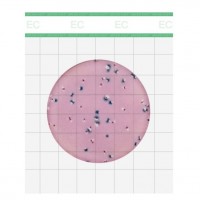 Premium系列大肠菌群/大肠埃希氏菌测试片