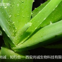 芦荟提取物
