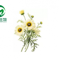 洋甘菊提取物