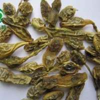 槐花提取物 95%芦丁