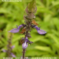 毛喉鞘蕊花提取物 弗斯可林10% 毛喉素
