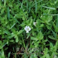 假马齿苋提取物 过长沙提取物 白花猪母菜提取物