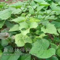 红薯叶提取物 红薯提取物