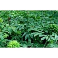 三七茎叶提取物 三七提取物