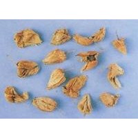 锦灯笼提取物