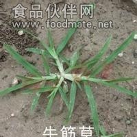 牛筋草提取物