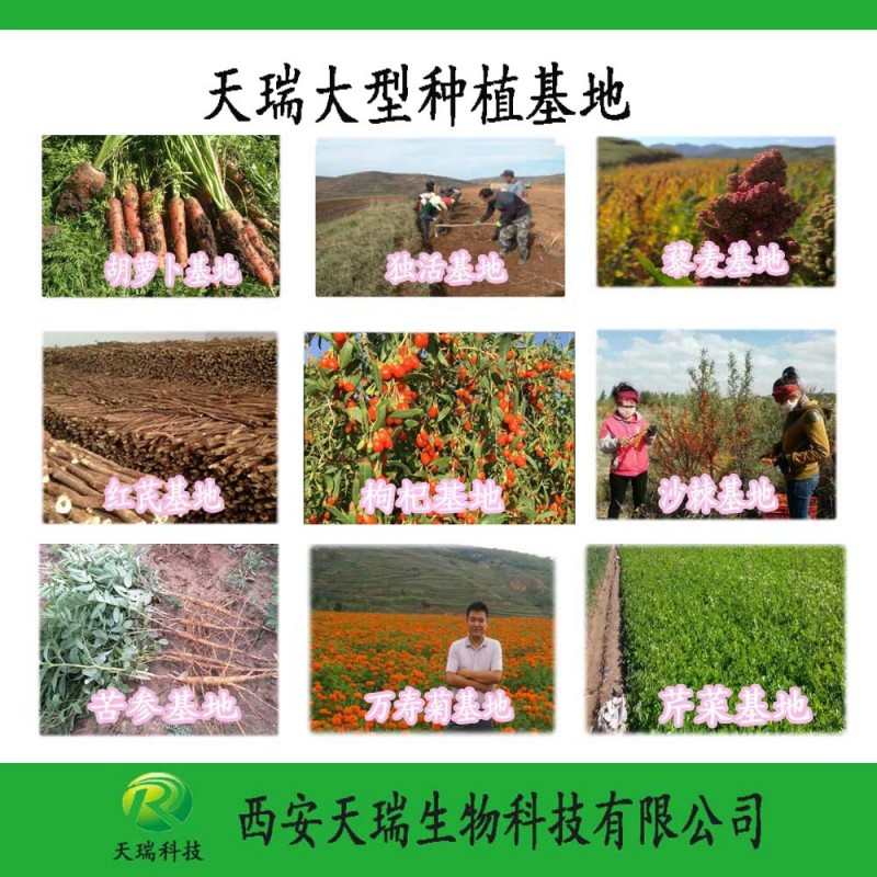 灵芝提取物