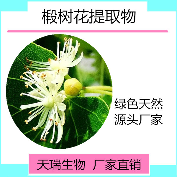 椴树花_副本