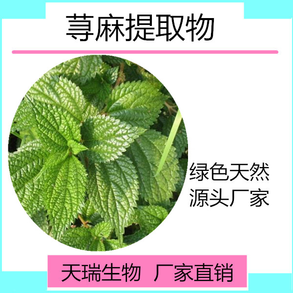 荨麻_副本