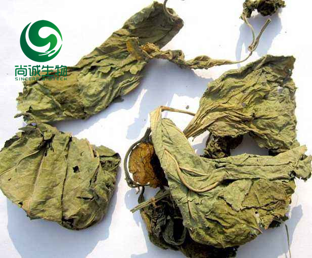 桑叶提取物 重德尚诚，知行合一 西安尚诚生物科技有限公司1