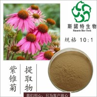 紫锥菊多酚6%   紫锥菊提取物   菊苣酸 松果菊提取物